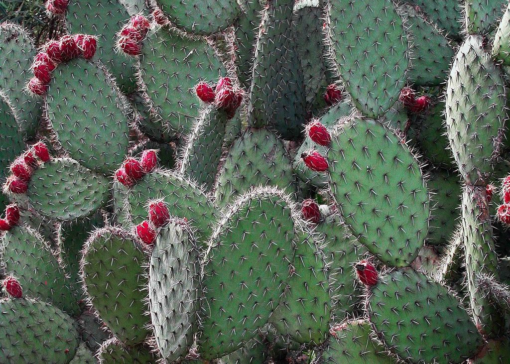 Lederalternative aus Kaktus