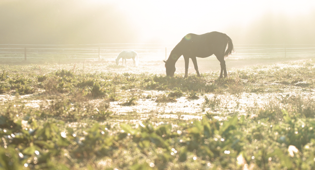 Cxevalo Horsecare: natürliche Pflegeprodukte