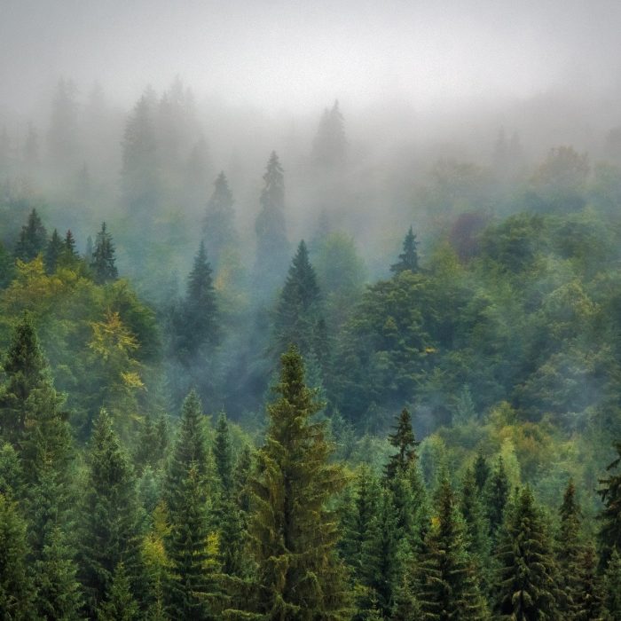 Der Regenwald – Beliebt, geschützt und trotzdem bedroht